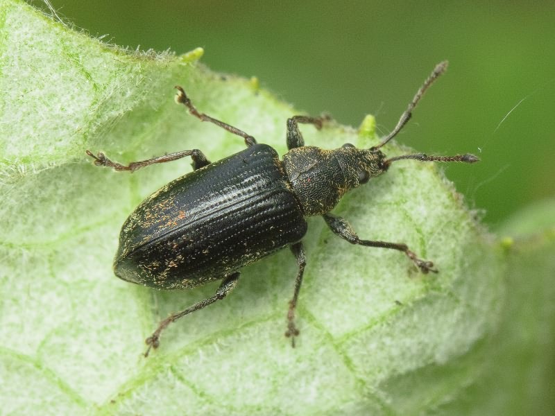 Phyllobius pyri (Linnaeus, 1758)